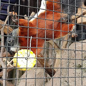 Asian Tri-colored Squirrel (Callosciurus prevostii)