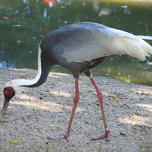 White-naped crane (Antigone vipio), 2022-06-28