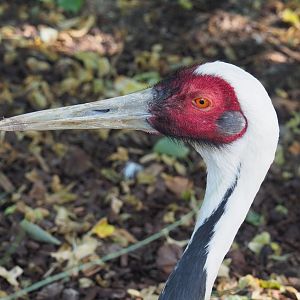 White-naped crane (Antigone vipio), 2022-06-28