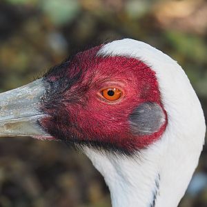 White-naped crane (Antigone vipio), 2022-06-28