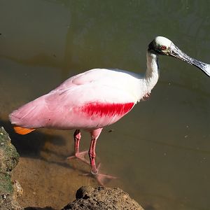 Roseate spoonbill (Platalea ajaja), 2022-06-28