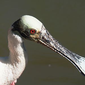 Roseate spoonbill (Platalea ajaja), 2022-06-28