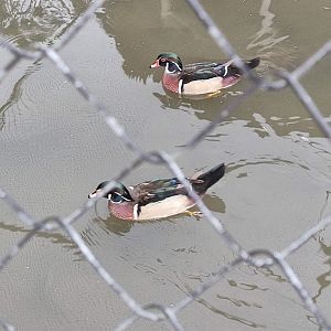 Wood Duck (Aix sponsa)