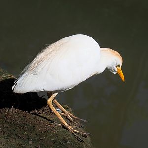 Western cattle egret (Bubulcus ibis), 2022-06-28