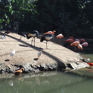 Bird beach in the large aviary, 2022-06-28