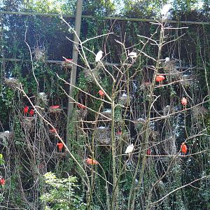 Scarlet ibis and Western cattle egret nesting colony in the large aviary, 2022-06-28