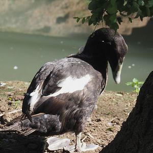 European eider (Somateria mollissima mollissima), 2022-06-28