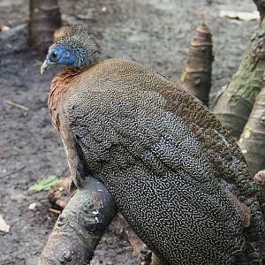 Malaysian Great Argus pheasant (Argusianus argus argus), 2022-06-28
