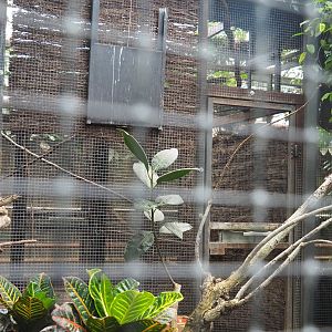 Off-show aviaries behind the greater bird-of-paradise aviary, 2022-06-28