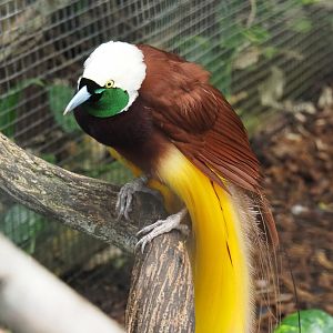Greater bird-of-paradise (Paradisaea apoda), 2022-06-28