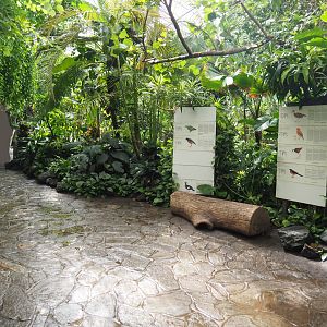 View in the Tropicalia greenhouse, 2022-06-28