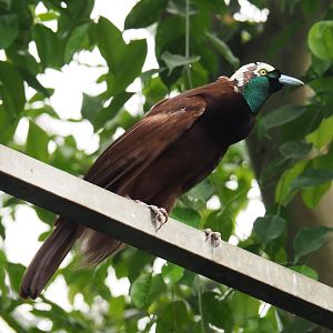 Greater bird-of-paradise (Paradisaea apoda), 2022-06-28