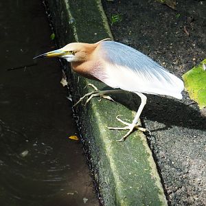 Javan pond heron (Ardeola speciosa), 2022-06-28