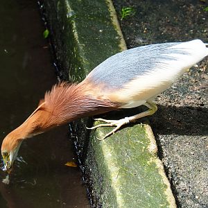 Javan pond heron (Ardeola speciosa) fishing food out of pond, 2022-06-28