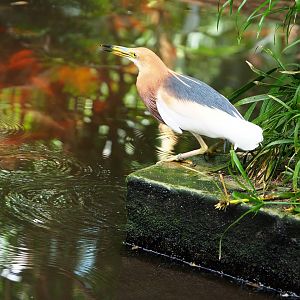 Javan pond heron (Ardeola speciosa), 2022-06-28