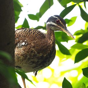 Sunbittern (Eurypyga helias), 2022-06-28