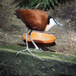 African jacana (Actophilornis africanus), 2022-06-28