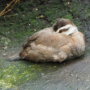 White-headed stifftail duck (Oxyura leucocephala), 2022-06-28