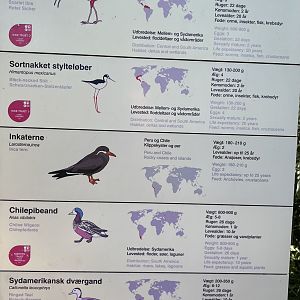 Flamingo Aviary - species list