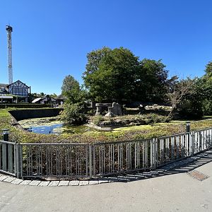 Lion Exhibit - too small!