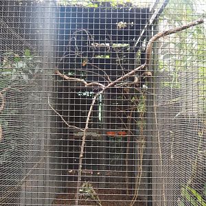Magnificent bird-of-paradise aviary, 2022-06-28