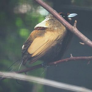 Golden-winged magnificent bird-of-paradise (Diphyllodes magnificus chrysopterus), 2022-06-28