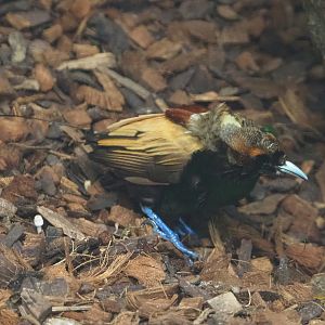 Golden-winged magnificent bird-of-paradise (Diphyllodes magnificus chrysopterus), 2022-06-28