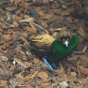 Golden-winged magnificent bird-of-paradise (Diphyllodes magnificus chrysopterus), 2022-06-28