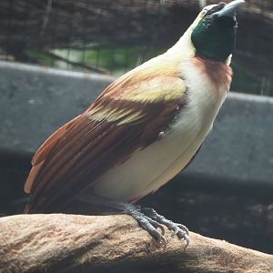 Lesser bird-of-paradise (Paradisaea minor), 2022-06-28