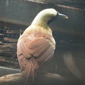 Lesser bird-of-paradise (Paradisaea minor), 2022-06-28