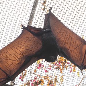 Large flying fox (Pteropus vampyrus), 2022-06-28