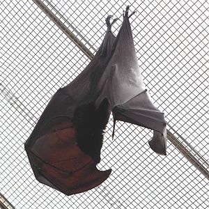 Large flying fox (Pteropus vampyrus), 2022-06-28
