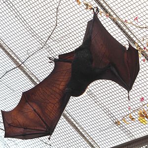 Large flying fox (Pteropus vampyrus), 2022-06-28