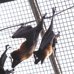 Lyle's flying foxes (Pteropus lylei), 2022-06-28
