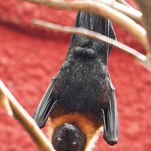 Lyle's flying fox (Pteropus lylei), 2022-06-28