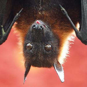 Lyle's flying fox (Pteropus lylei), 2022-06-28