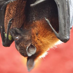 Lyle's flying fox (Pteropus lylei), 2022-06-28