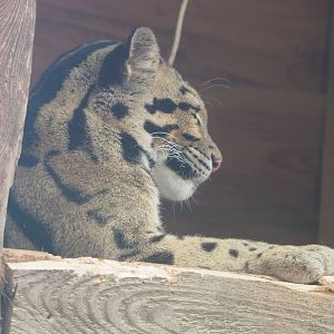 Indochinese clouded leopard (Neofelis nebulosa nebulosa), 2022-06-28