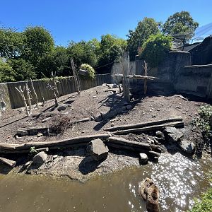 Brown Bear Exhibit - too small!