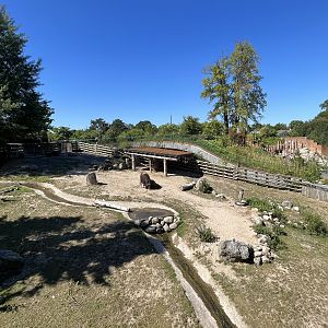 Musk Ox Exhibit