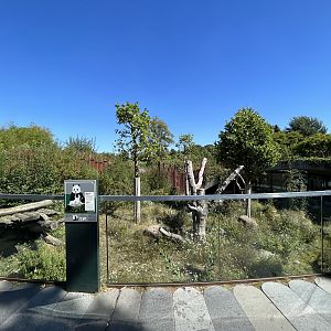 Giant Panda Exhibit