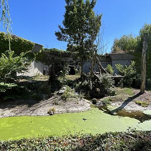 Amur Tiger Exhibit - too small!
