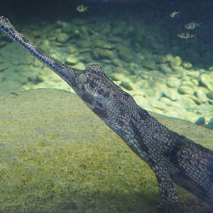 Juvenile Gharial (Gavialis gangeticus), 2022-06-28
