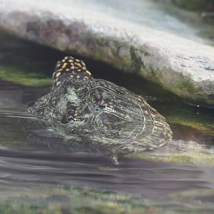 Spotted pond turtle (Geoclemys hamiltonii), 2022-06-28