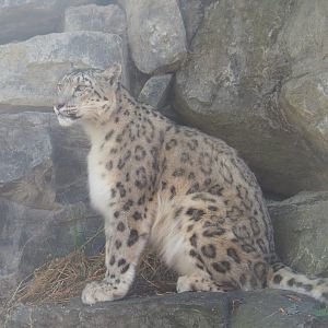 Snow leopard (Panthera uncia), 2022-06-28