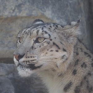 Snow leopard (Panthera uncia), 2022-06-28