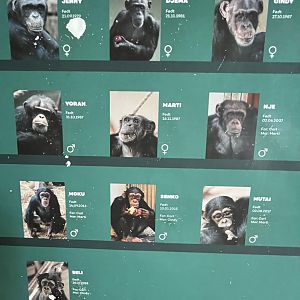 Chimpanzee Sign
