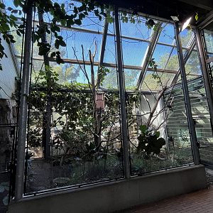 Trumpeter Hornbill Aviary