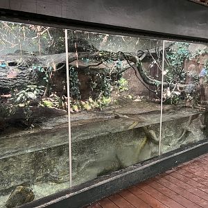 Green Anaconda Exhibit
