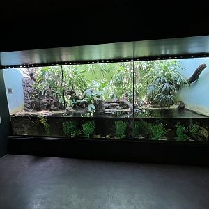 Tropical House - Northern Caiman Lizard Exhibit